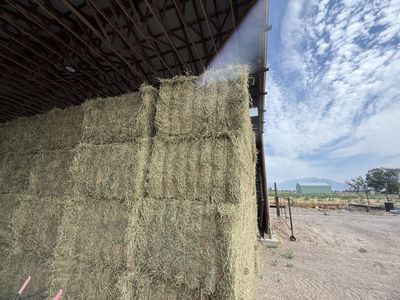 Alfalfa Hay