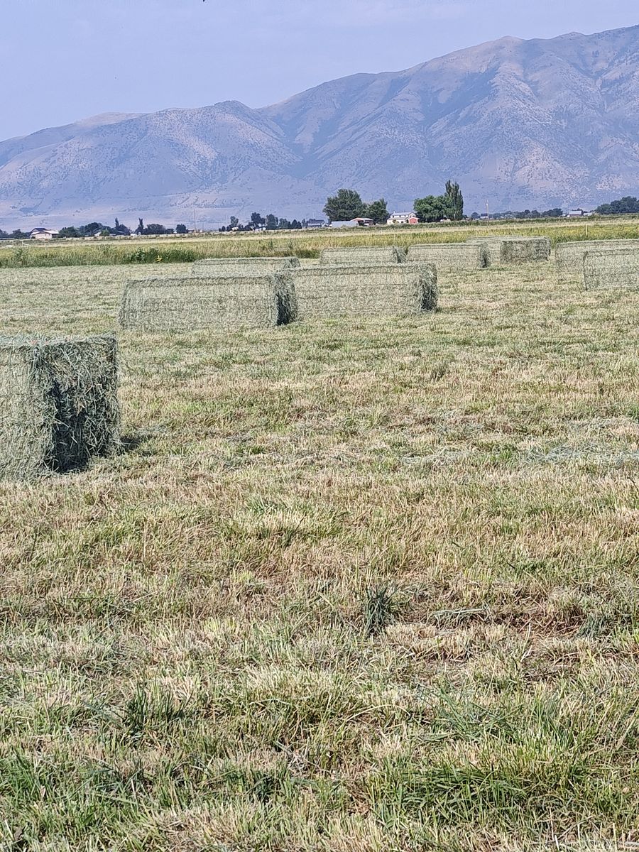 3x4x8 Alfalfa Orchard grass mix