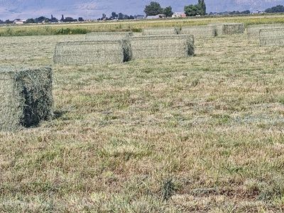 3x4x8 Alfalfa Orchard grass mix