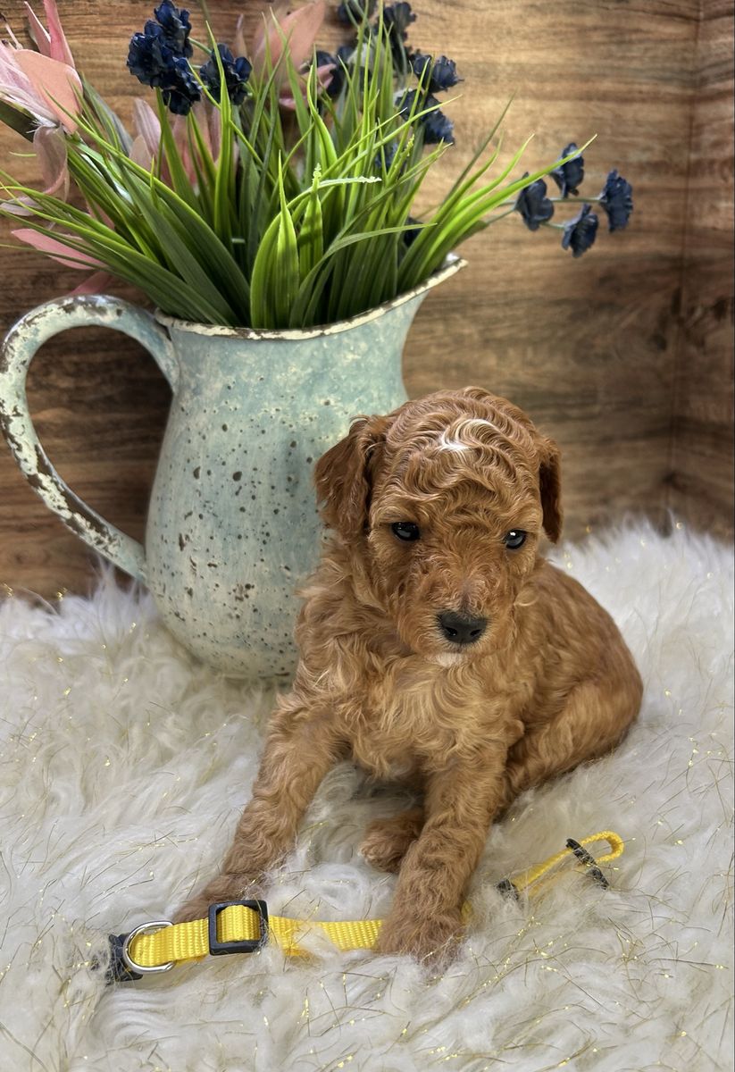 Adorable AKC Miniature Poodles