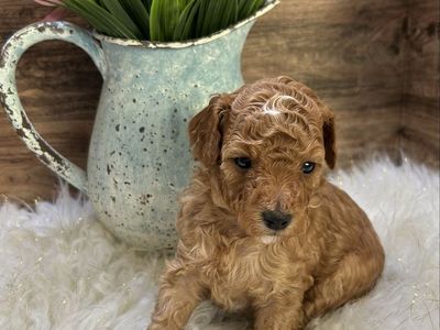 Adorable AKC Miniature Poodles