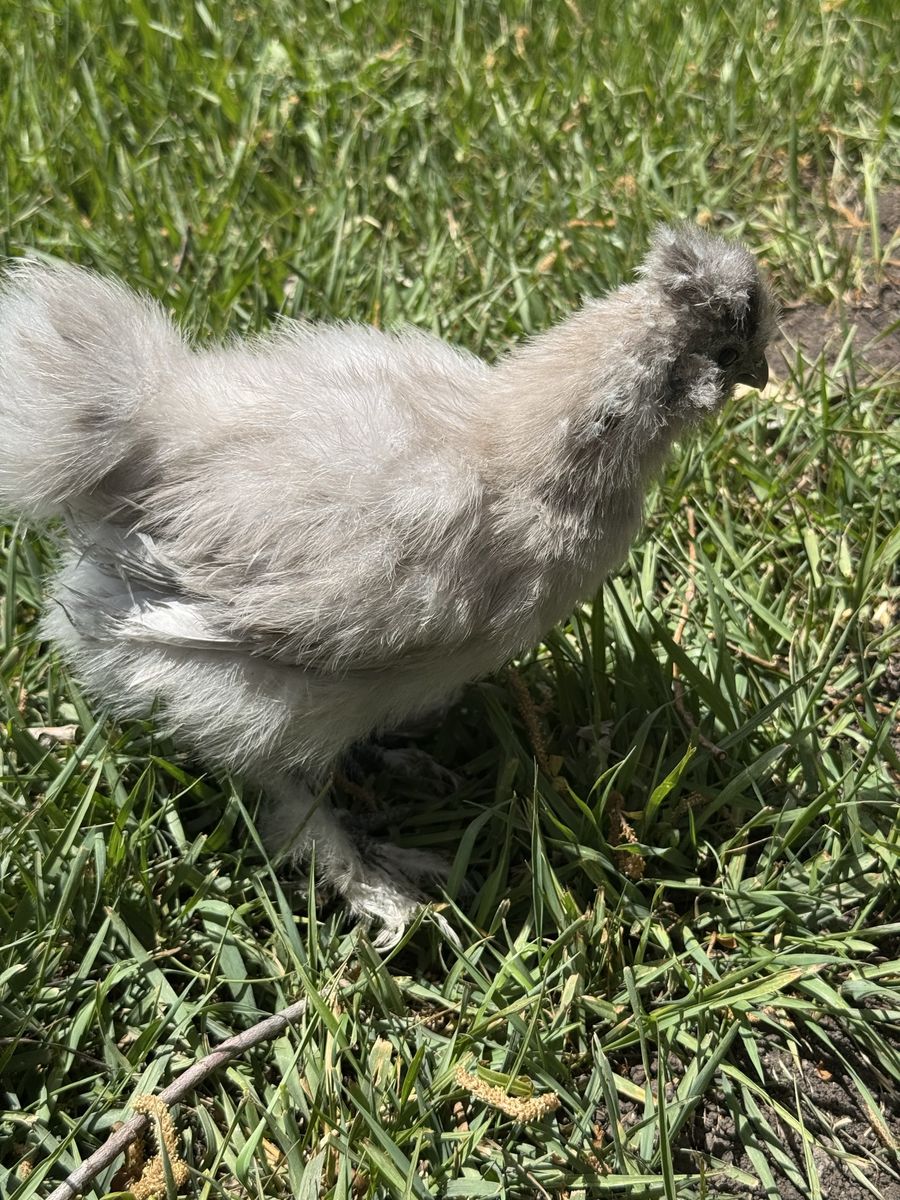 Two Beautiful Silkies