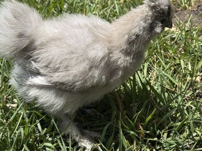 Two Beautiful Silkies