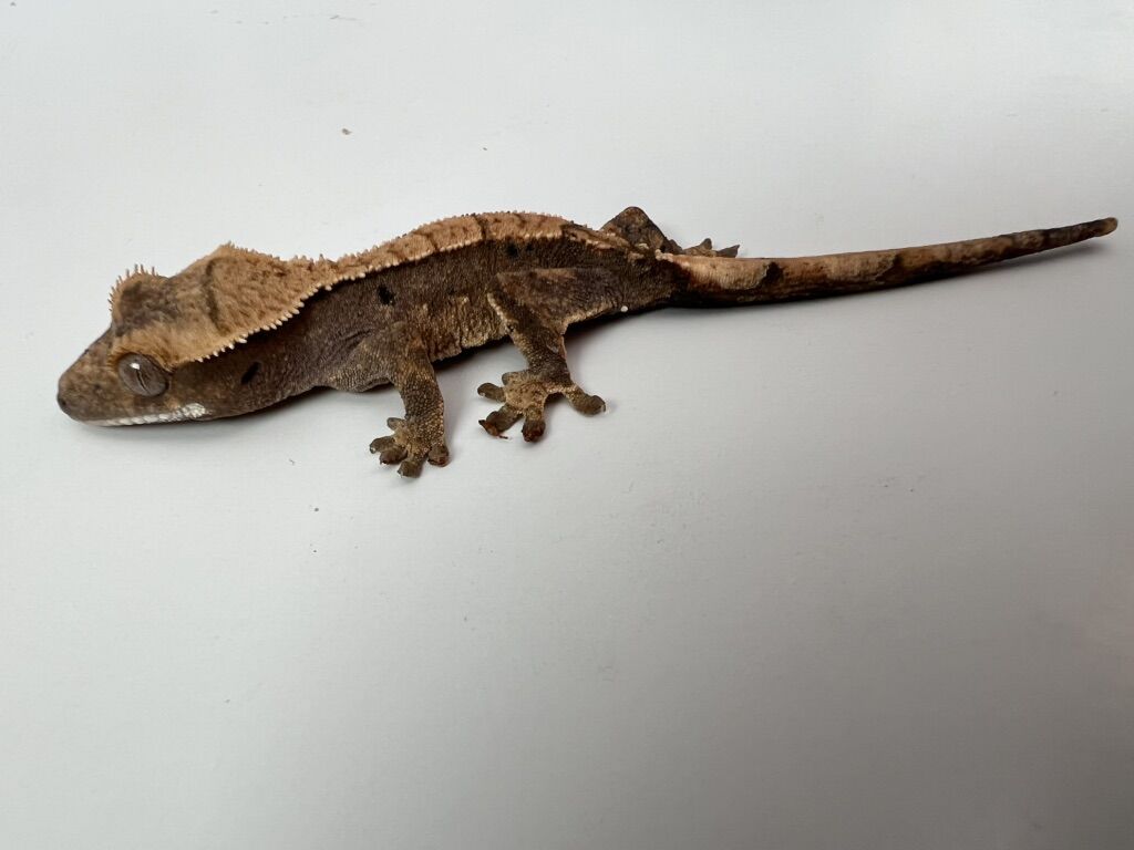 Cute Crested Gecko