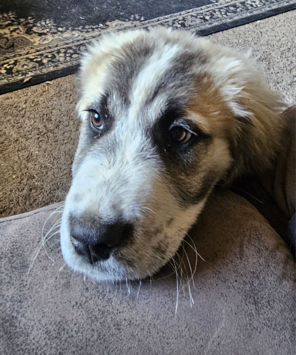 St Bernard mix puppy