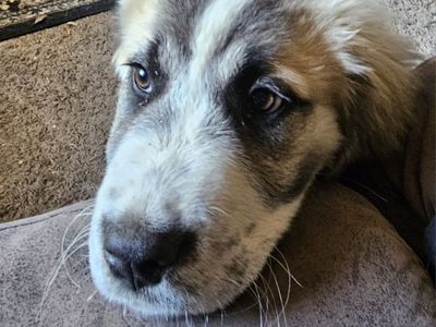 St Bernard mix puppy