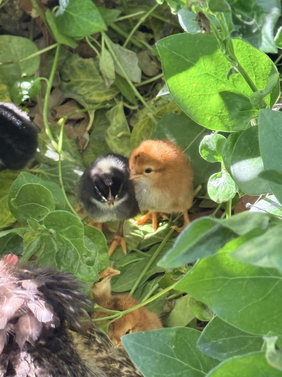 Free chicks!