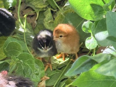 Free chicks!