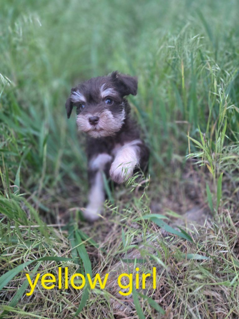 Schnauzer Puppies