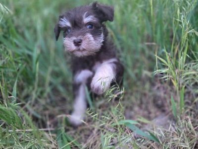 Schnauzer Puppies