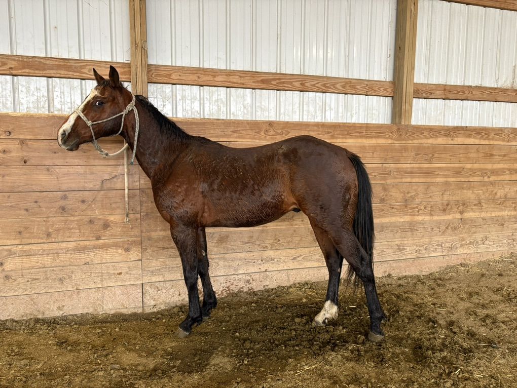 2 Year Old AQHA Gelding