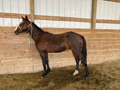 2 Year Old AQHA Gelding