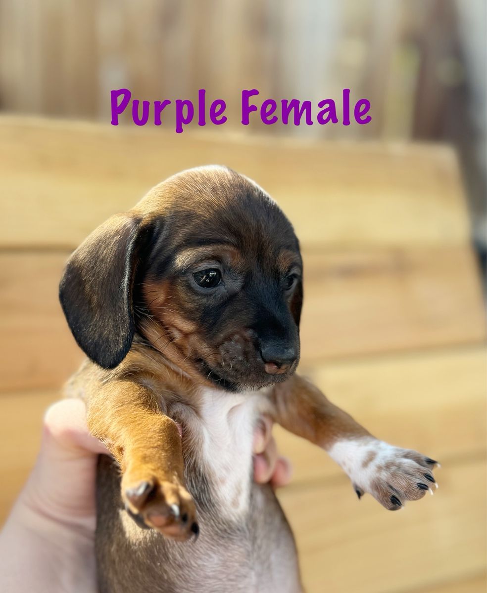 Mini Dachshund Puppies