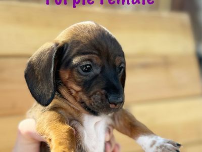 Mini Dachshund Puppies