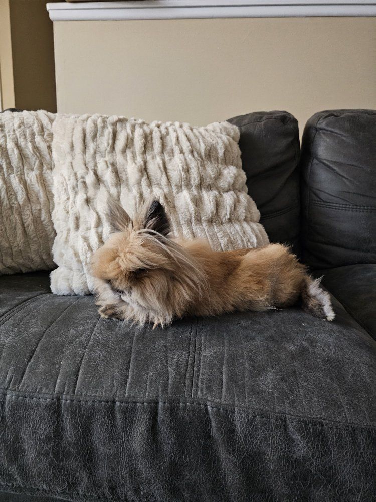 Lionhead Rabbit