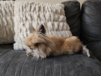 Lionhead Rabbit