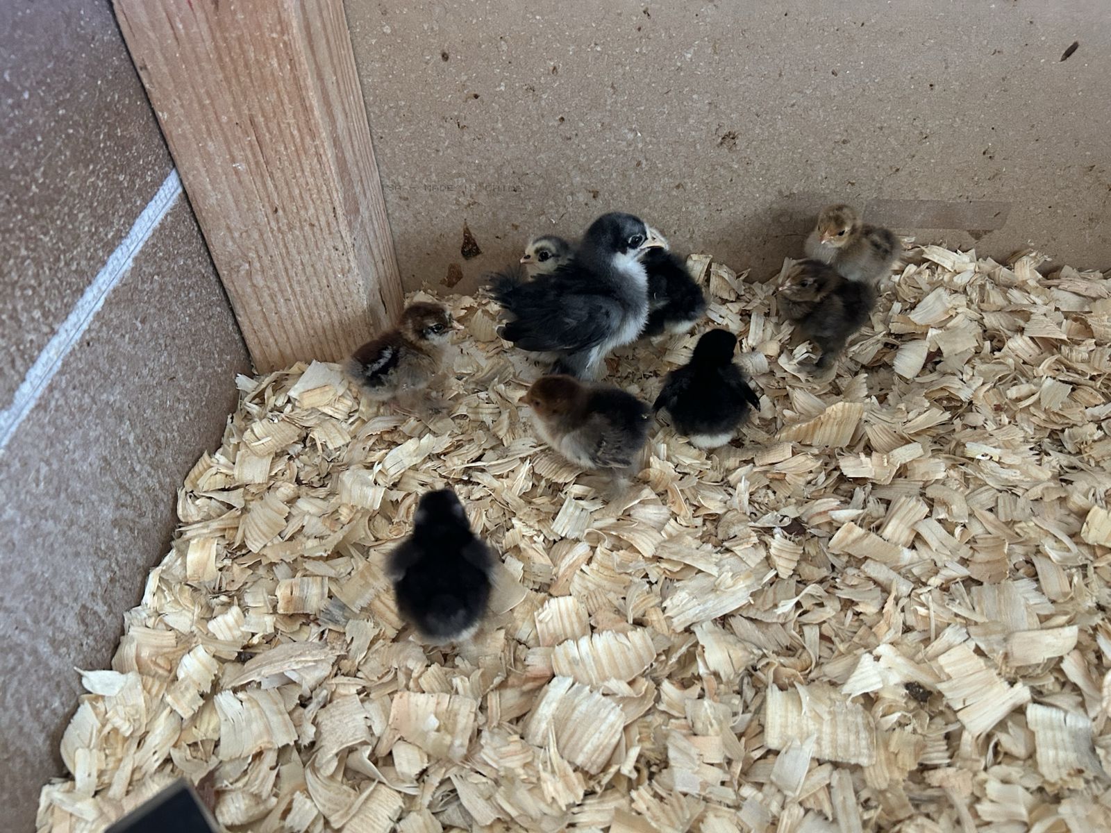 Bantam Cochin chicks