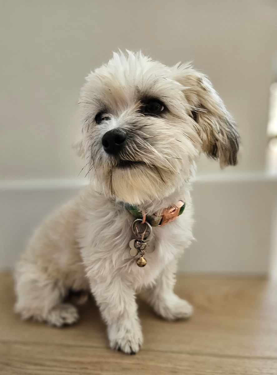 6 month old female Coton De Tulear Puppy