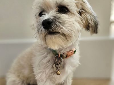 6 month old female Coton De Tulear Puppy