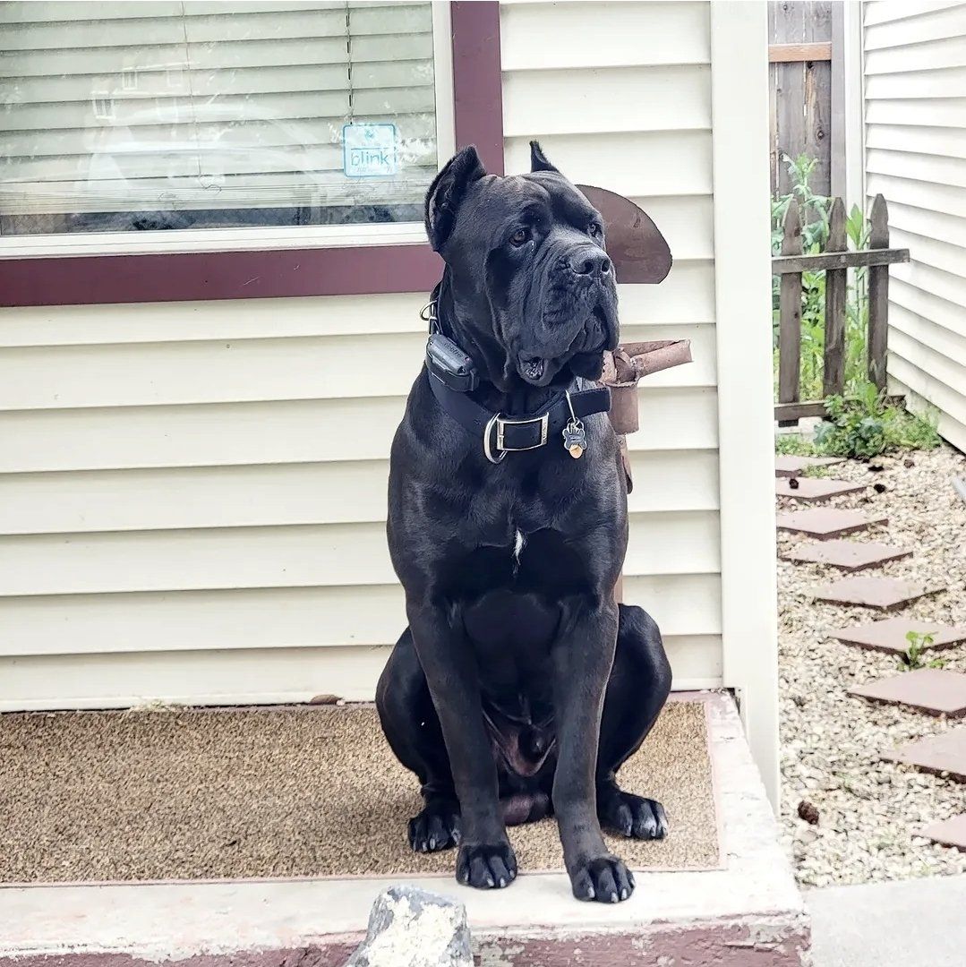 Rehoming Cane Corso