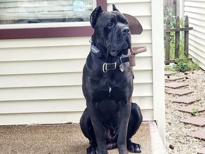 Rehoming Cane Corso