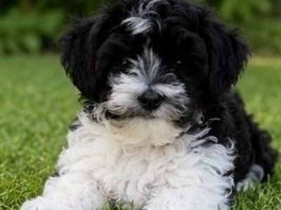 Adorable Black & White bishpoo Puppy - Hypoallergenic, Ready for a Loving Home!