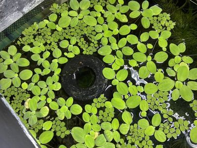 Plants, shrimp and platies