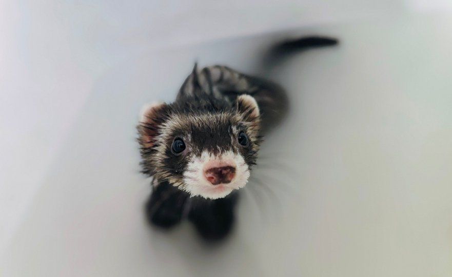 Female Ferret.