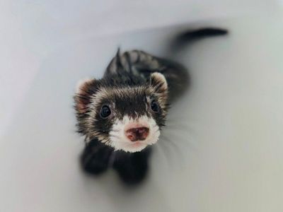 Female Ferret.