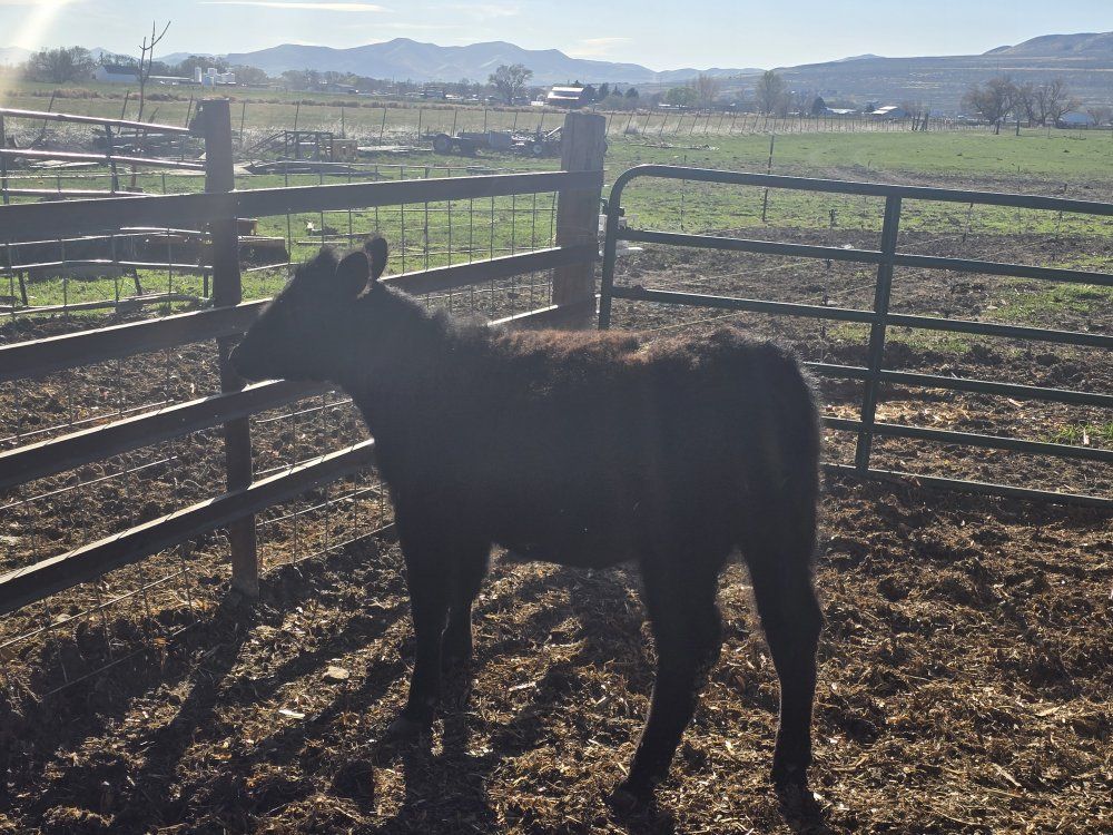Maine Angus cross hiefer