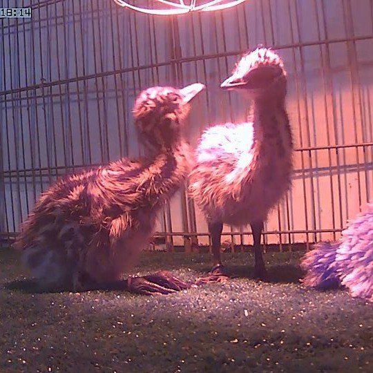 Emu Chicks
