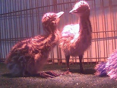 Emu Chicks