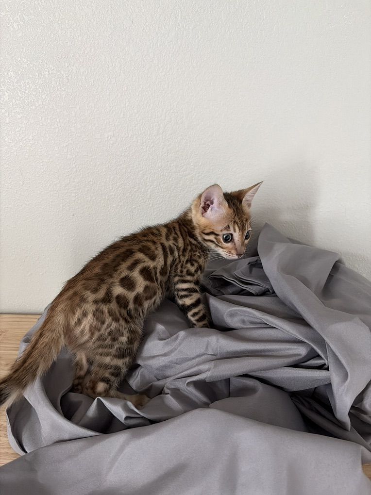 Male Bengal kitten Needs A Forever Home