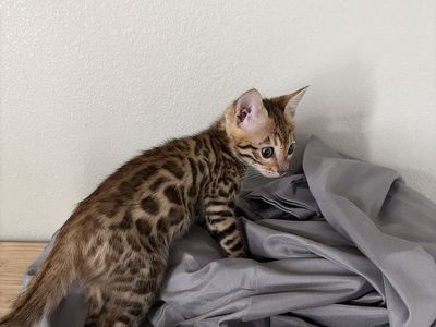 Male Bengal kitten Needs A Forever Home