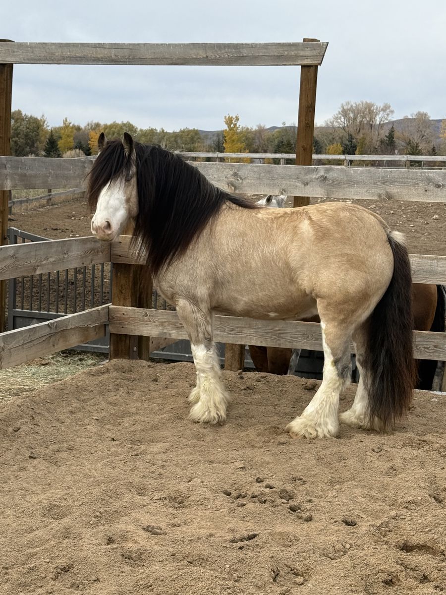 Gypsy Vanner Gelding
