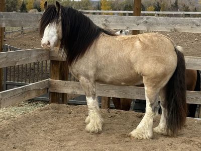 Gypsy Vanner Gelding