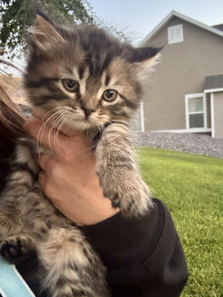 Main image 6