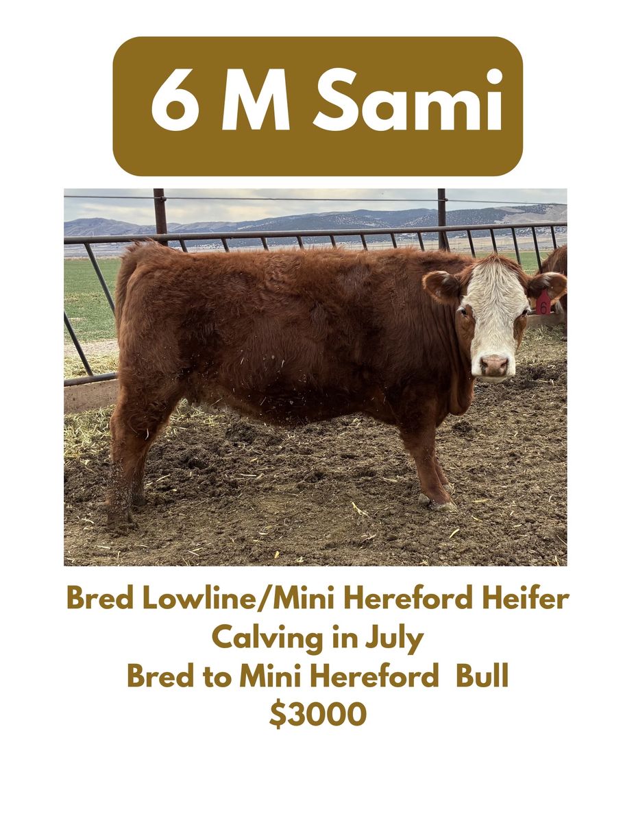 Bred Lowline/Mini Hereford Heifers
