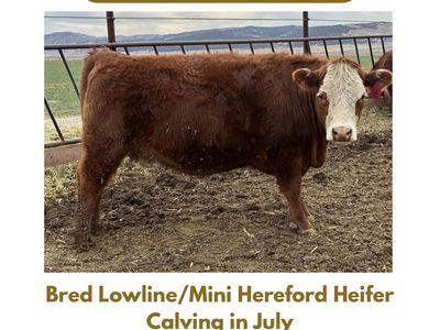 Bred Lowline/Mini Hereford Heifers