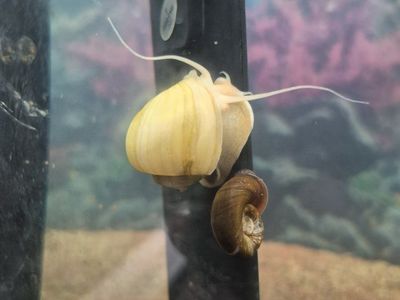 Ramshorn Snails