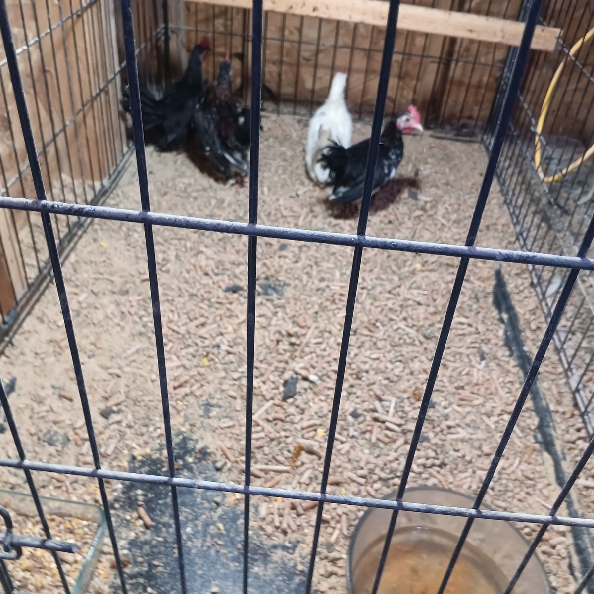 4 young Aztecas roosters will end up awesome