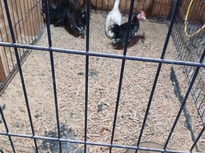 4 young Aztecas roosters will end up awesome