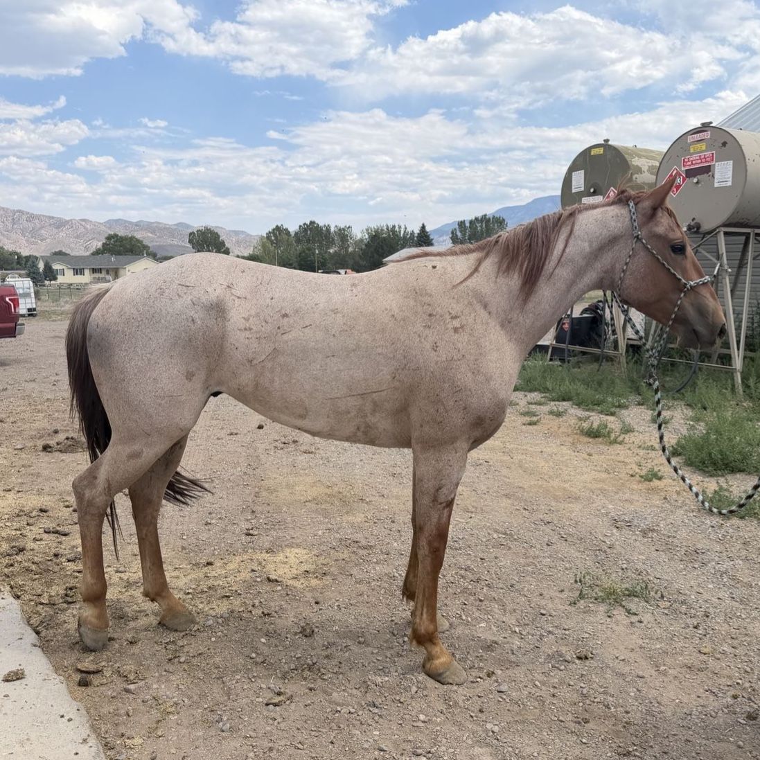 3 year old red roan gelding grade