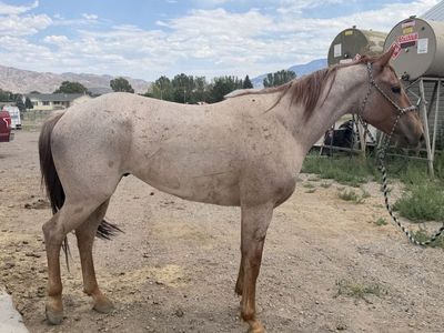 3 year old red roan gelding grade