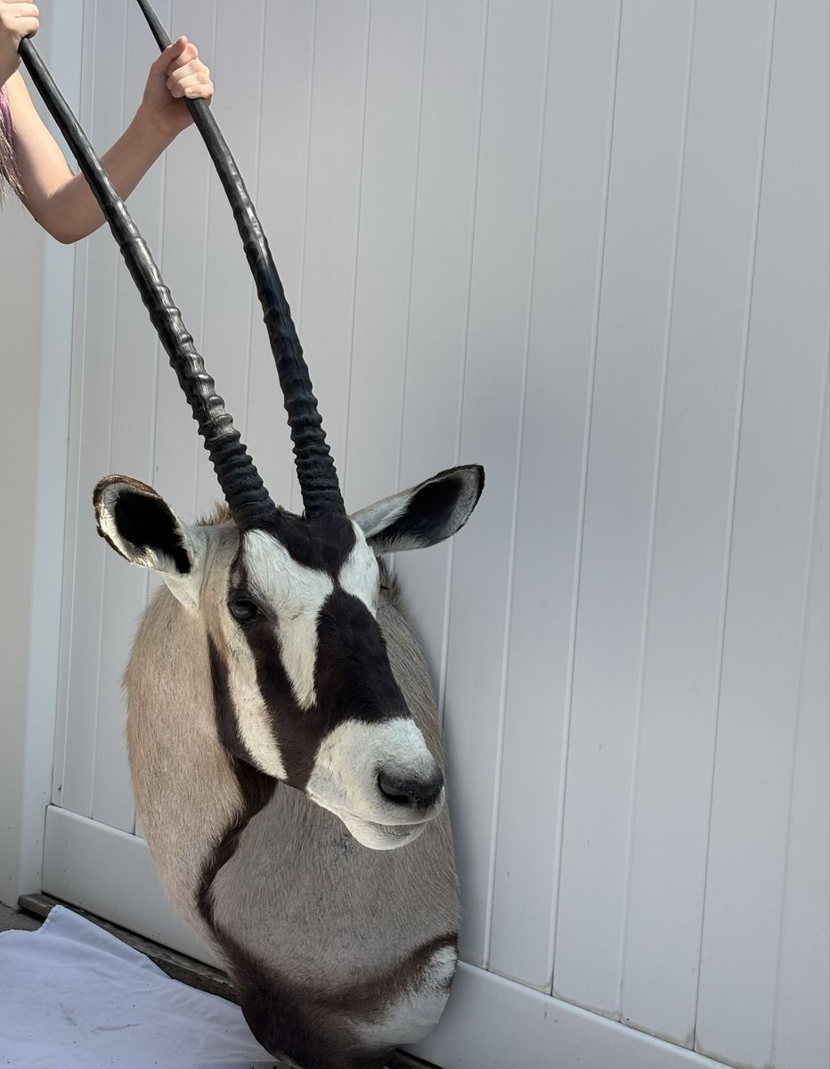 African Oryx Gemsbok Taxidermy Shoulder Mount with Long Horns