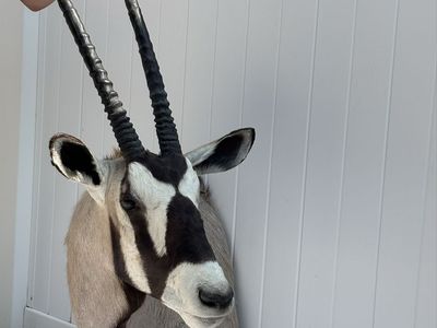 African Oryx Gemsbok Taxidermy Shoulder Mount with Long Horns