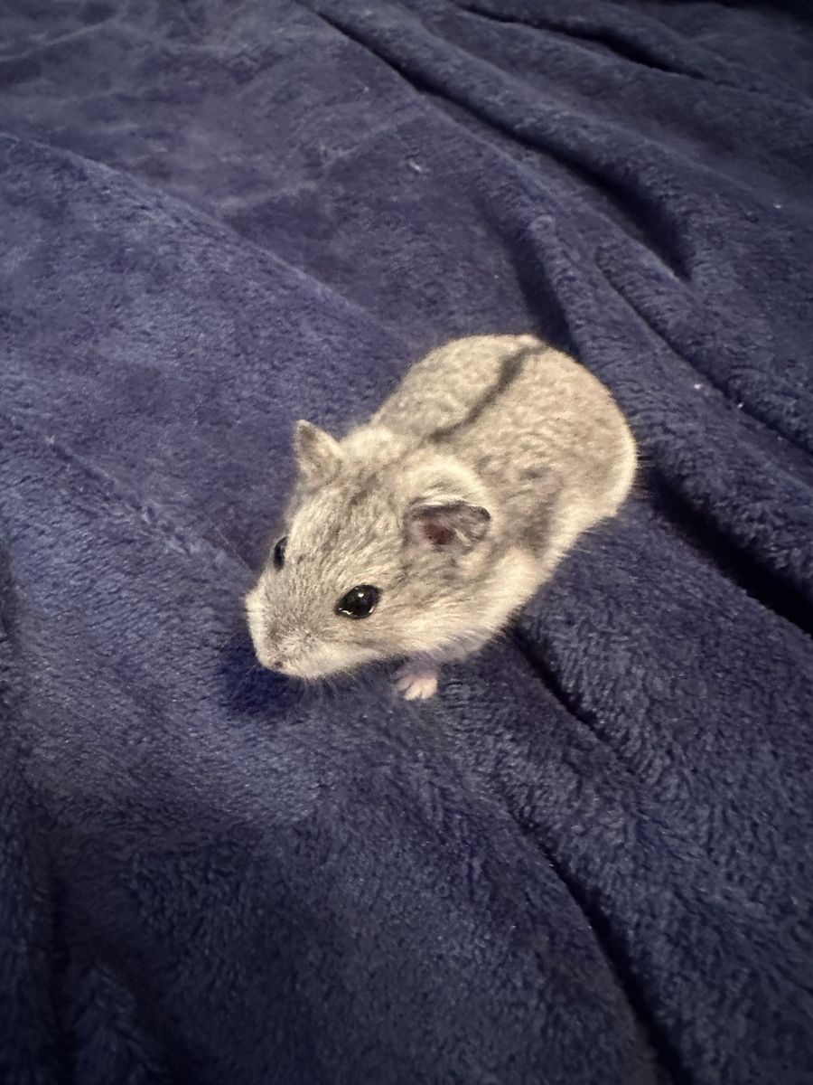 Dwarf hamster