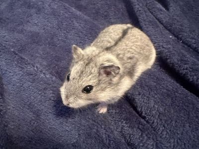 Dwarf hamster