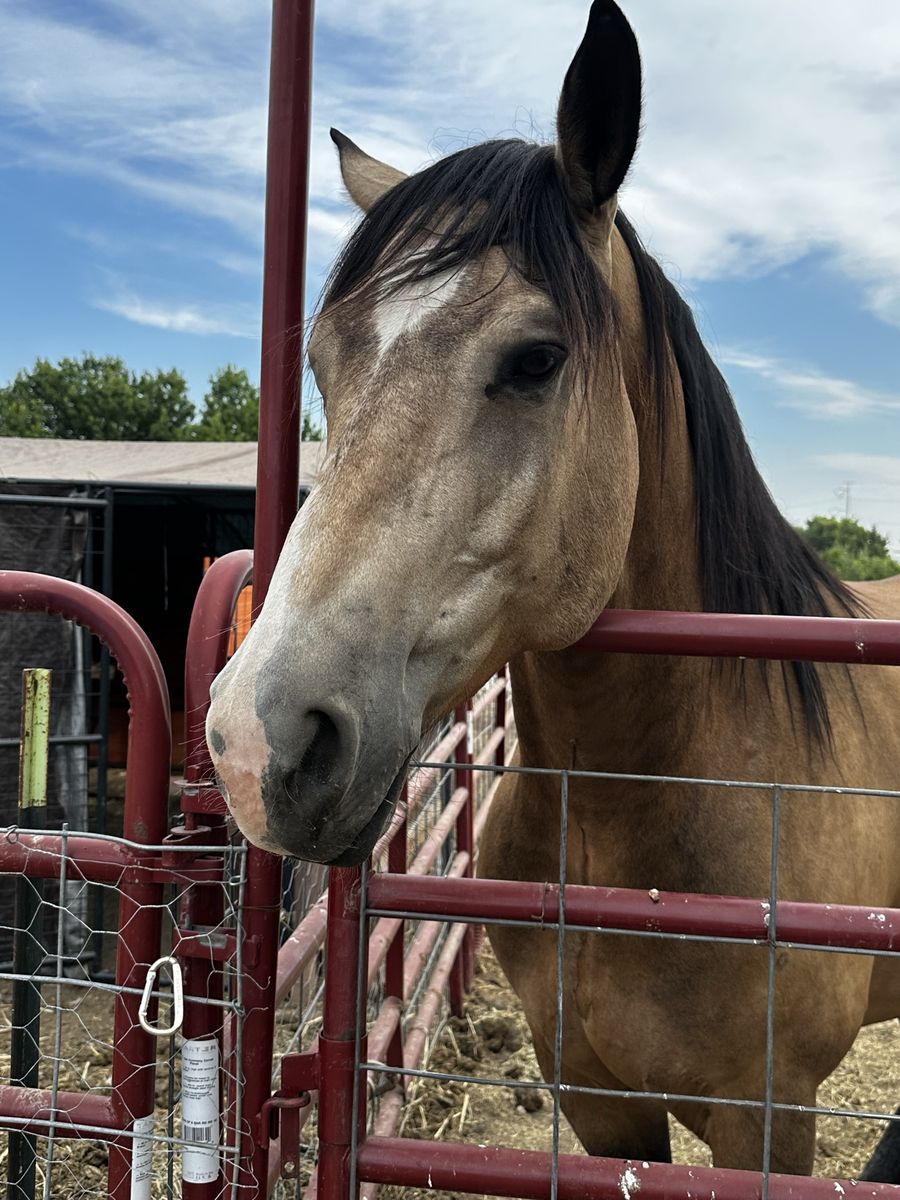 Beautiful half draft Horse for Sale - Well-Trained & Gentle Riding Horse