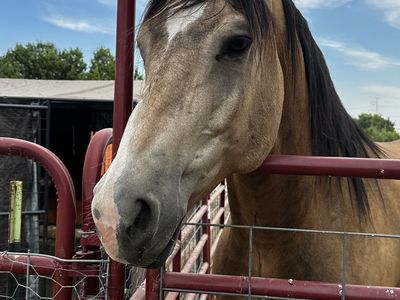 Beautiful half draft Horse for Sale - Well-Trained & Gentle Riding Horse